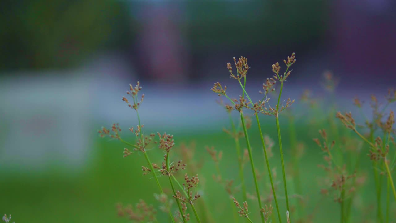 紧挨着在风中摇曳的翠绿草地视频素材