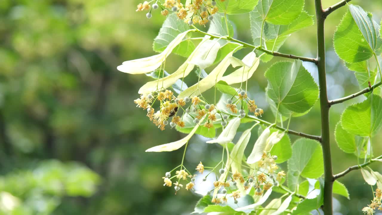 蜜蜂在花上。蜜蜂从菩提花上采集花蜜视频素材