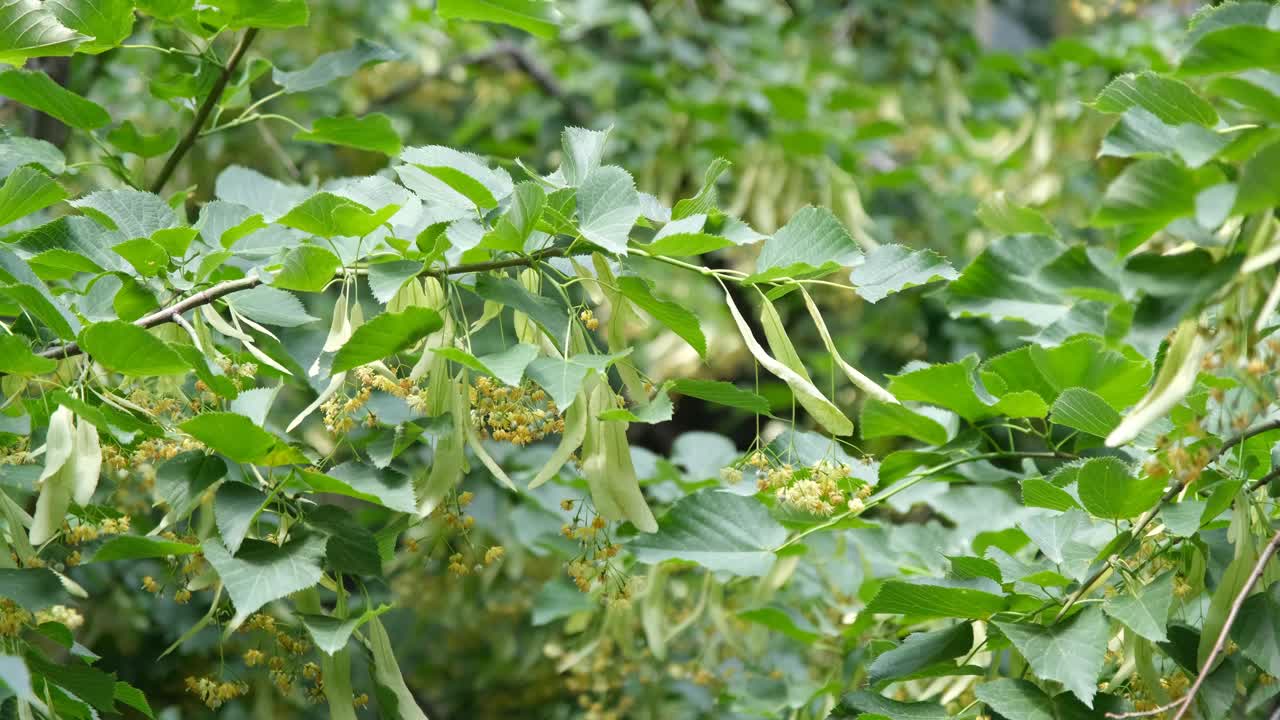 绿色背景。夏天的背景是绿叶和菩提树的花朵视频素材