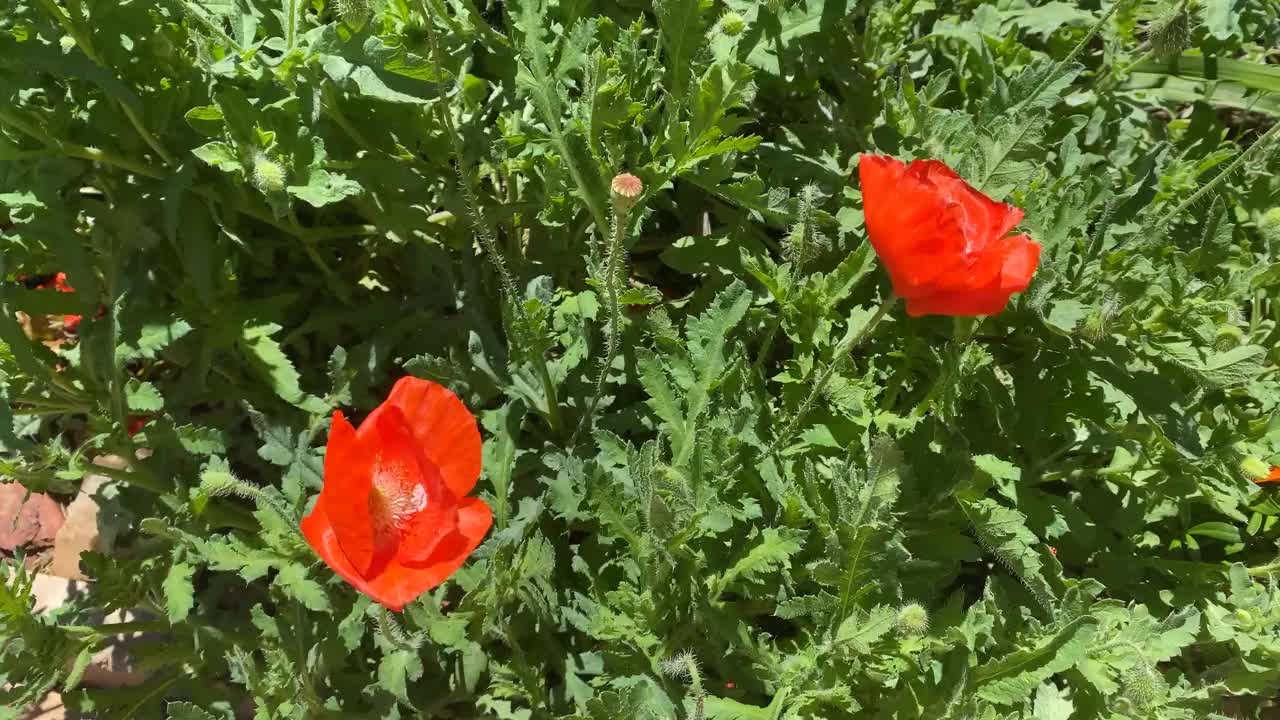 两朵红色的罂粟花在风中飞舞。视频下载