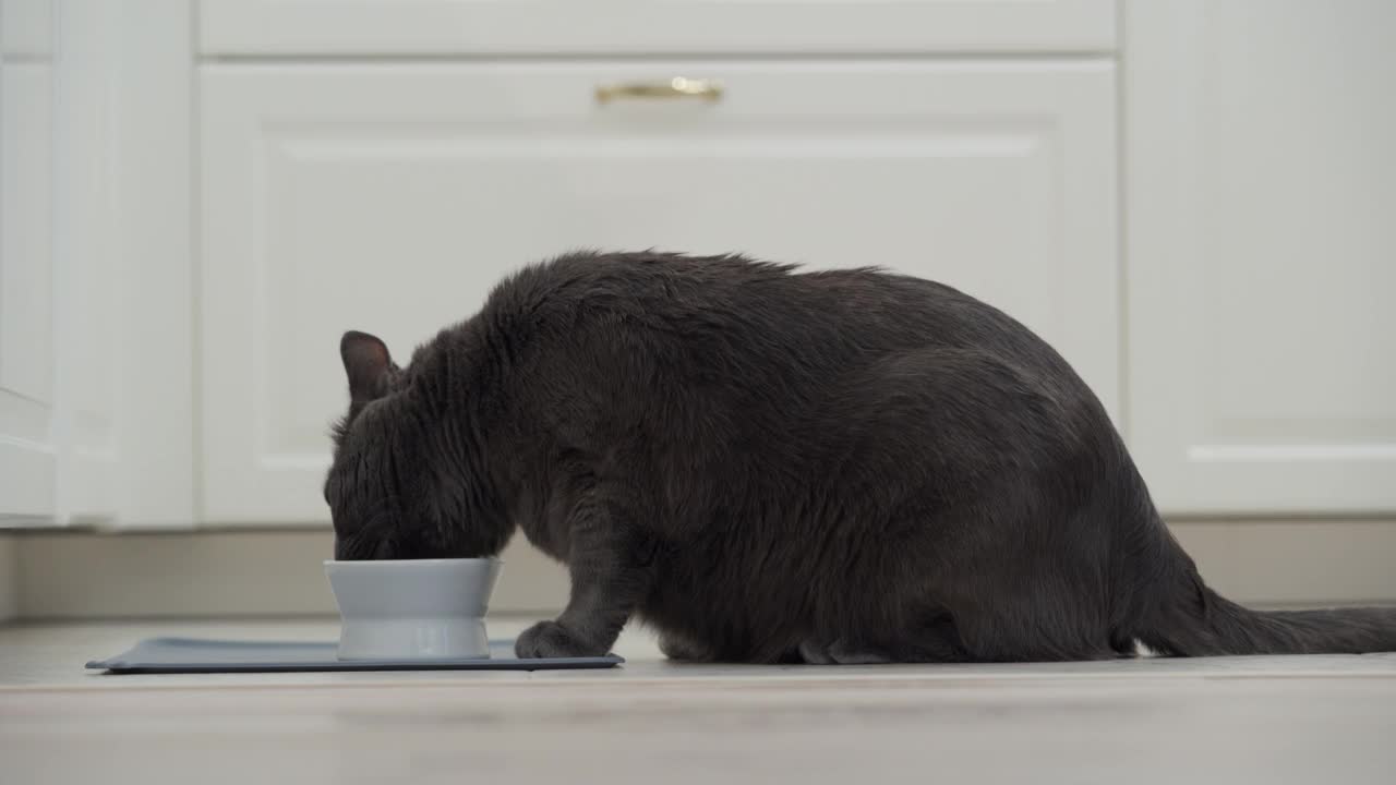 饥饿的大猫从家里的碗里吃食物，成年灰猫从厨房的灰碗里吃虾。视频素材