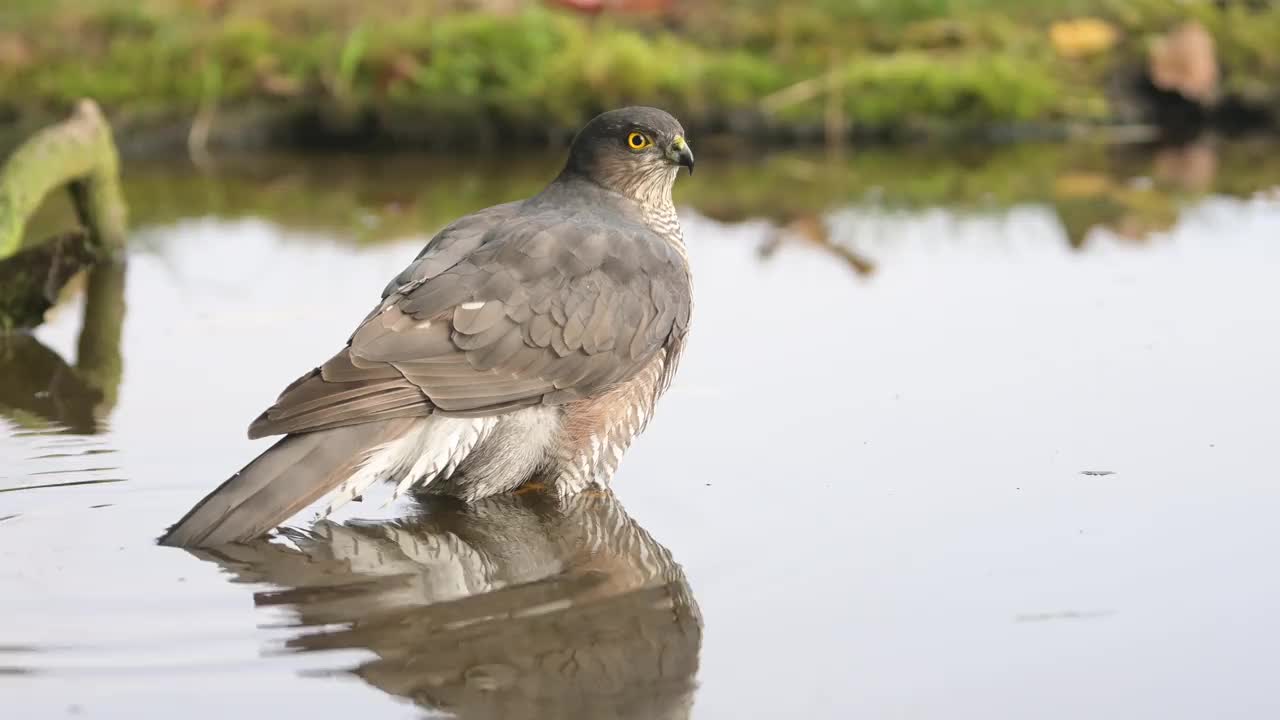 女性sparrowhawk喝视频素材