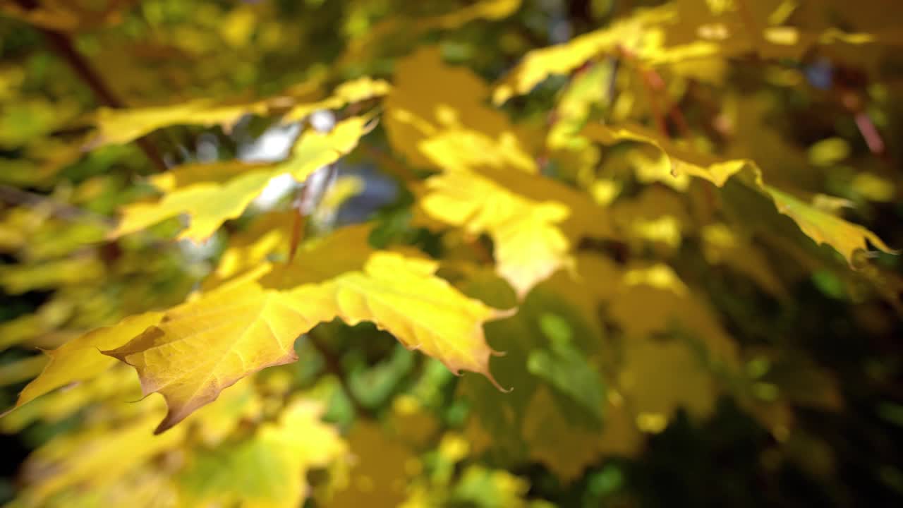 秋天色彩鲜艳的树叶在秋天公园的一棵橡树上摇摆。秋天的背景。美丽的自然风景视频素材