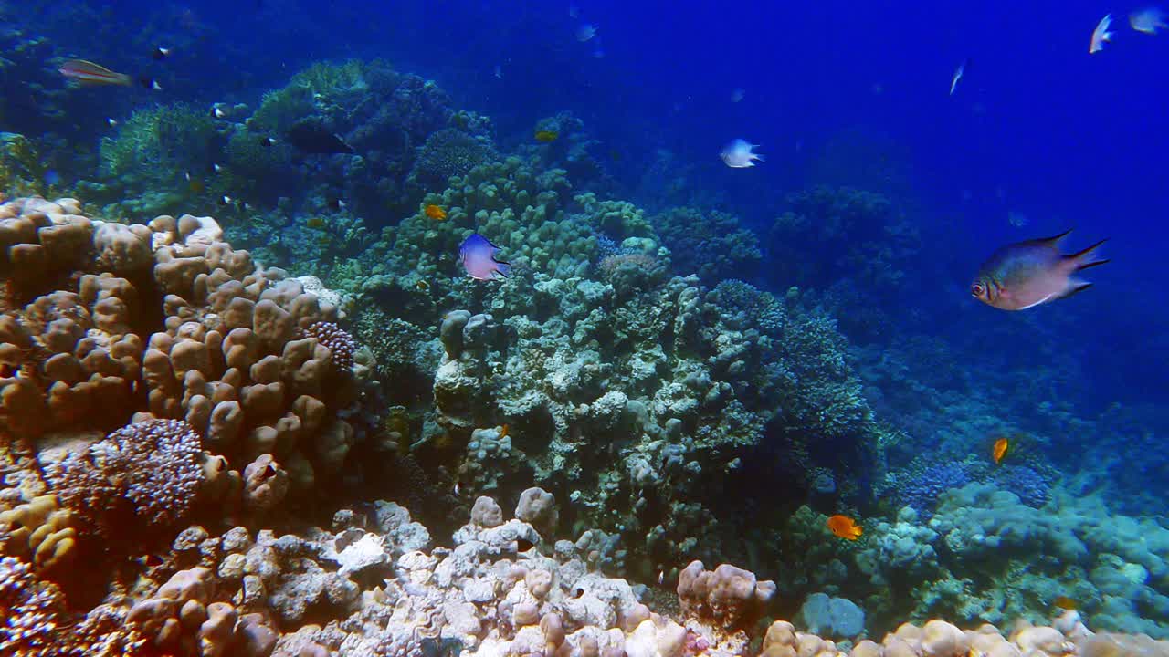 在深海中游泳的热带珊瑚礁鱼。水下拍摄海洋世界的珊瑚礁和在深蓝色的海洋中漂浮的奇异鱼群。视频素材