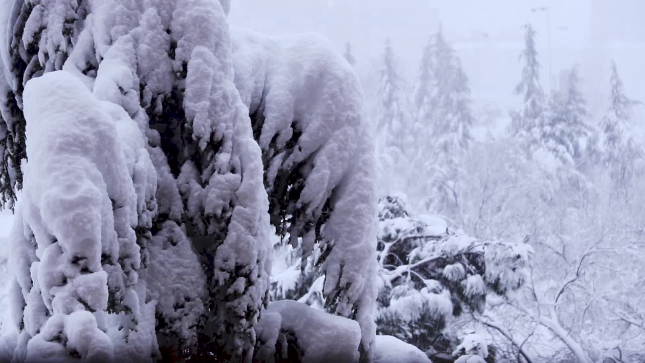 大雪从冷杉树枝上飘落。冬天的针叶树被雪覆盖。雪花飘落的慢镜头。在12月下雪的时候，雪松的树枝会闭合。视频素材