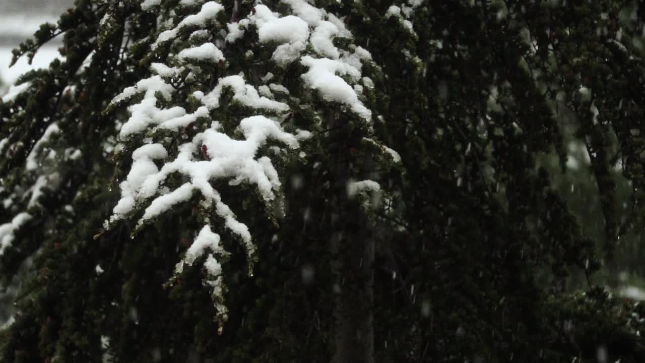 大雪从冷杉树枝上飘落。冬天的针叶树被雪覆盖。雪花飘落的慢镜头。在12月下雪的时候，雪松的树枝会闭合。视频素材