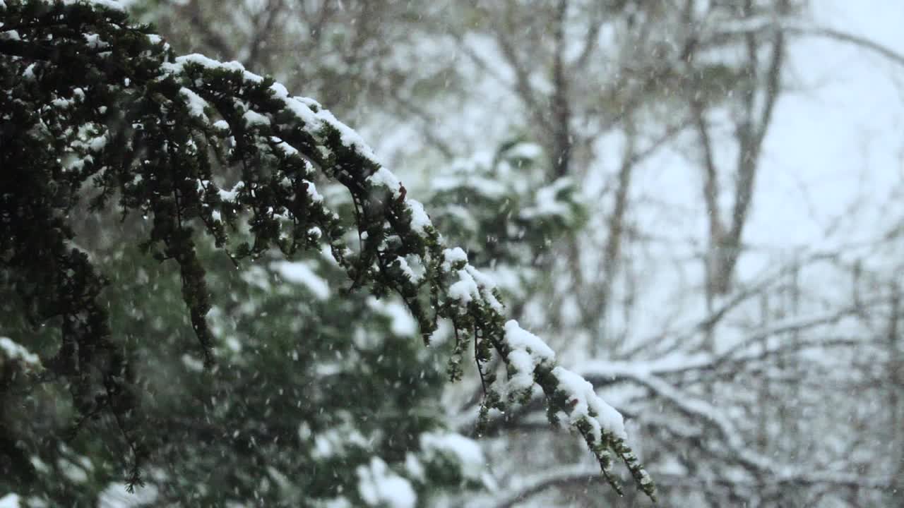 大雪从冷杉树枝上飘落。冬天的针叶树被雪覆盖。雪花飘落的慢镜头。在12月下雪的时候，雪松的树枝会闭合。视频素材