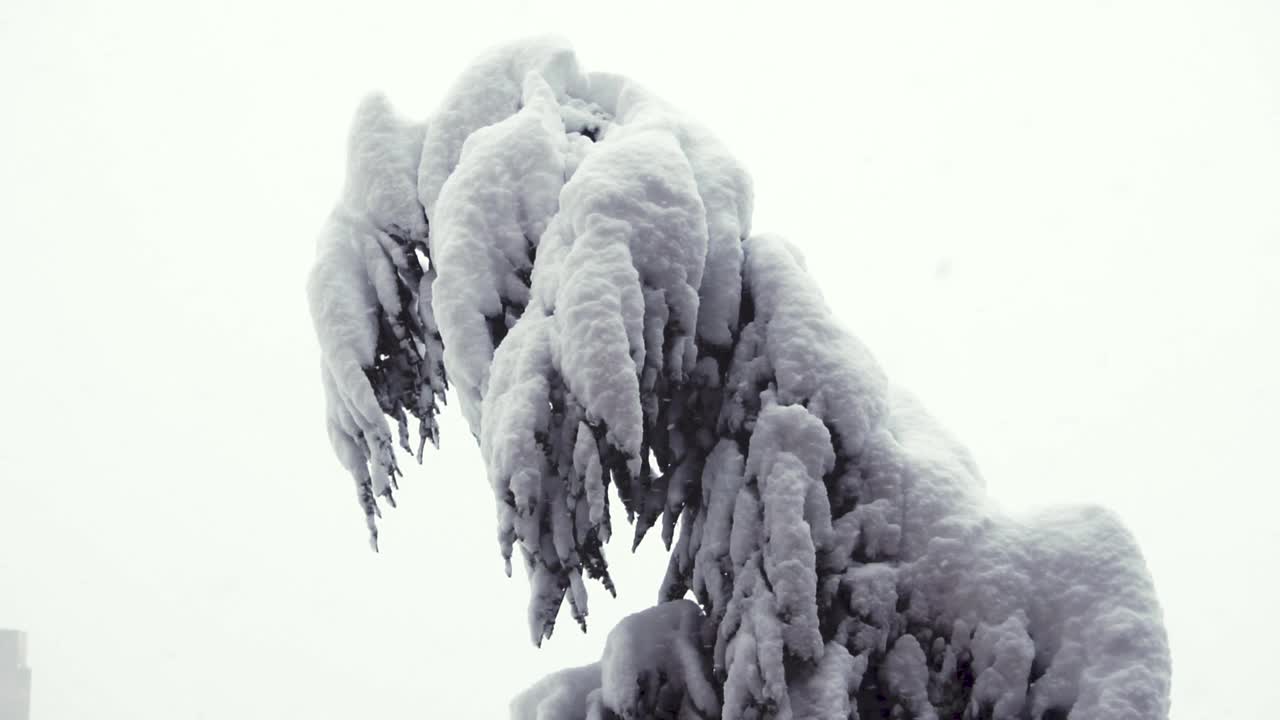 大雪从冷杉树枝上飘落。冬天的针叶树被雪覆盖。雪花飘落的慢镜头。在12月下雪的时候，雪松的树枝会闭合。视频素材