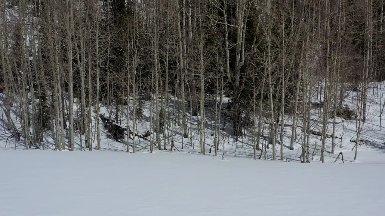 白杨树-犹他州山上的雪视频素材