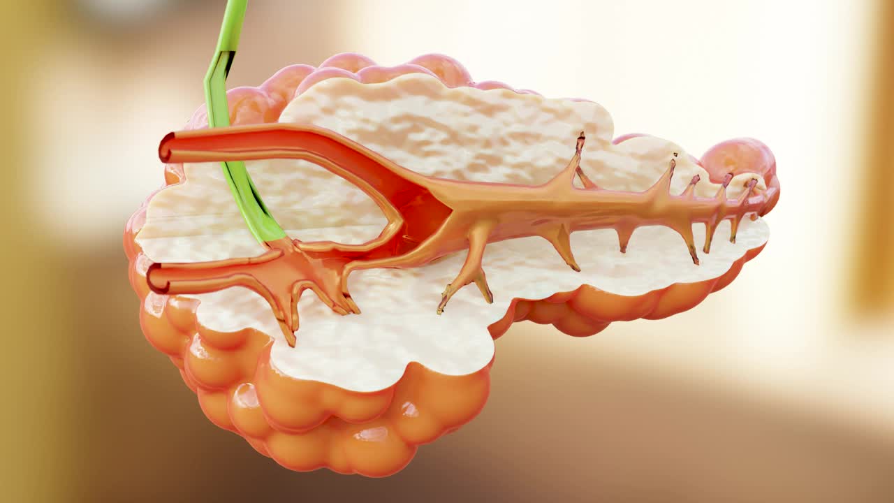 人类胰腺解剖产生酶，帮助消化食物，阿尔法通道，3D reander视频素材