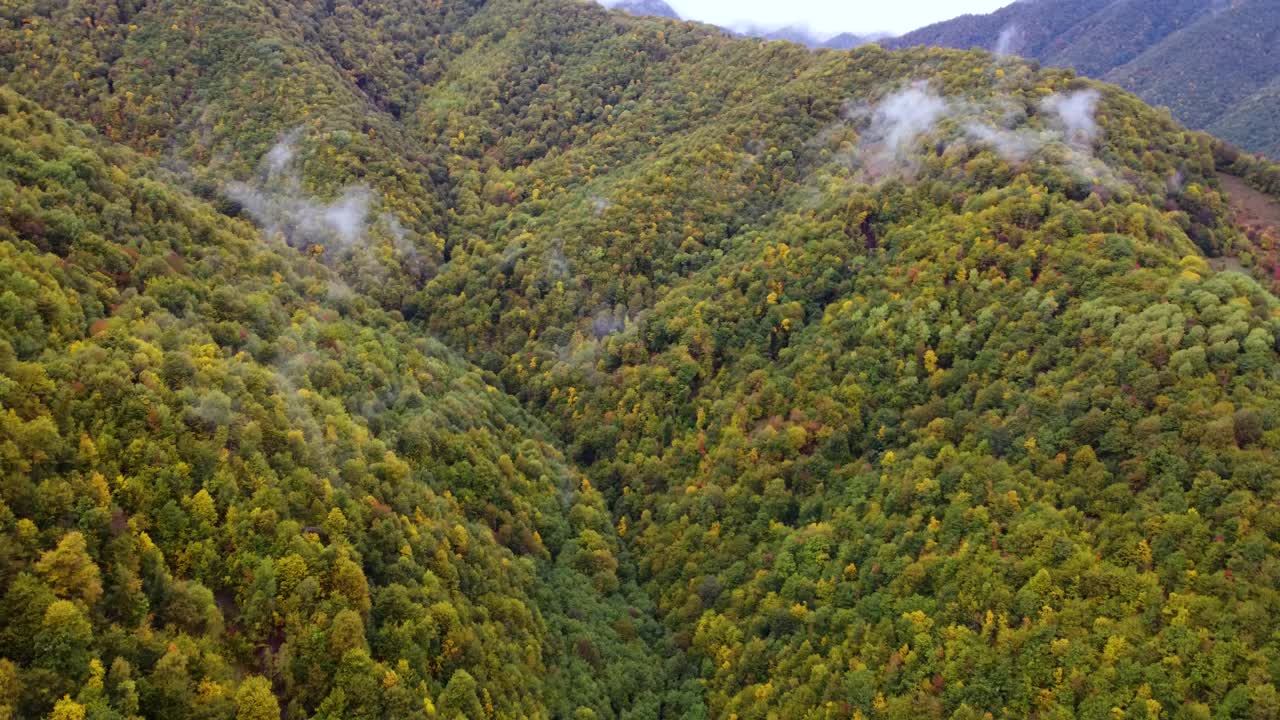 秋天的森林在雾山视频素材