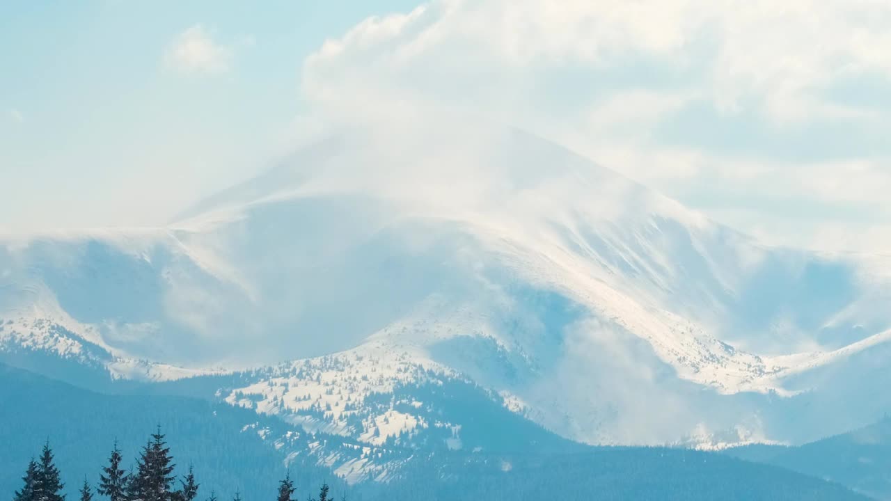 在寒冷明亮的冬日，高山森林里的大雪中，高大的常绿松树在狂风中摇摆视频素材