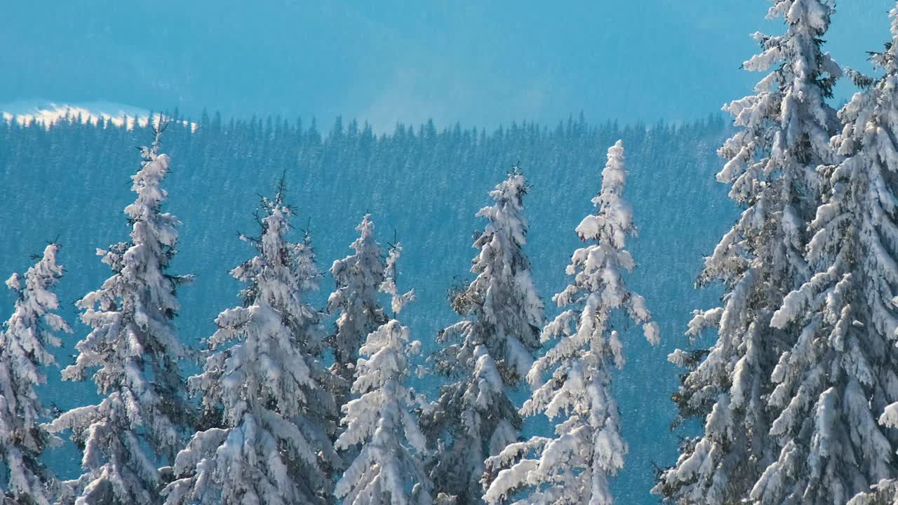 在寒冷明亮的冬日，高山森林里的大雪中，高大的常绿松树在狂风中摇摆视频素材