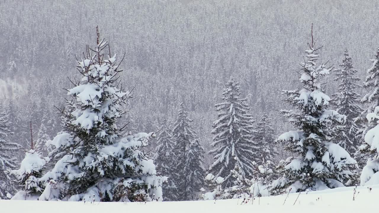 寒冷宁静的夜晚，冬雪纷飞的山林中，常绿的松树被新雪覆盖视频素材