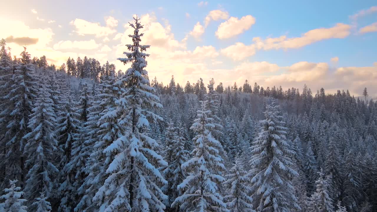 空中冬季景观与松树的雪覆盖森林在寒冷的山在日出视频素材