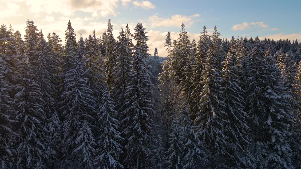 空中冬季景观与松树的雪覆盖森林在寒冷的山在日出视频素材