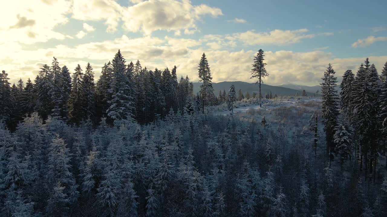 空中冬季景观与云杉树的雪覆盖森林在寒冷的山在晚上视频素材