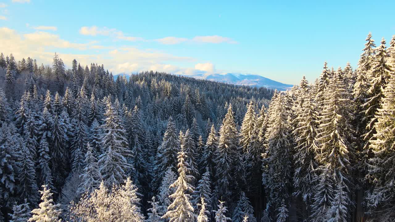 空中冬季景观与云杉树的雪覆盖森林在寒冷的山视频素材