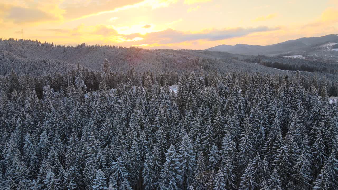 空中冬季景观与云杉树的雪覆盖森林在寒冷的山在晚上视频素材