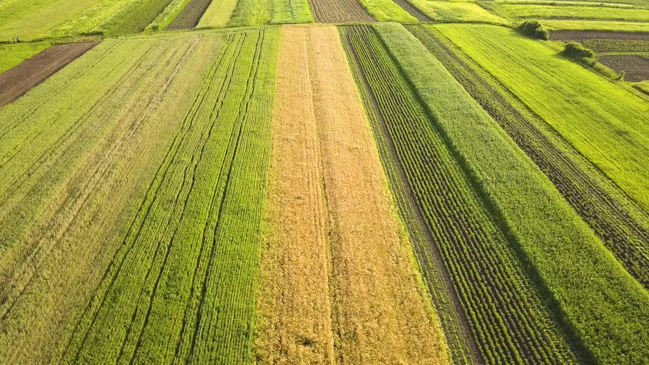 鸟瞰图绿色的农田，在播种季节后新鲜的植被。视频素材