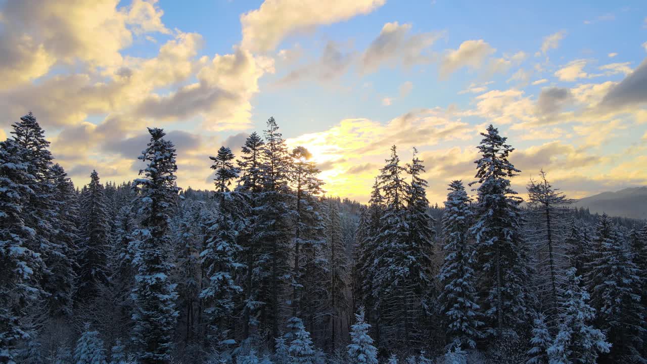 空中冬季景观与云杉树的雪覆盖森林在寒冷的山在晚上视频素材