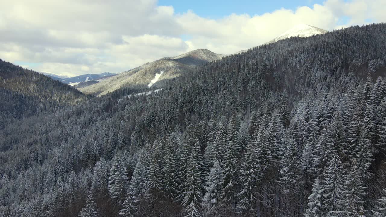 空中冬季景观与云杉树的雪覆盖森林在寒冷的山视频素材