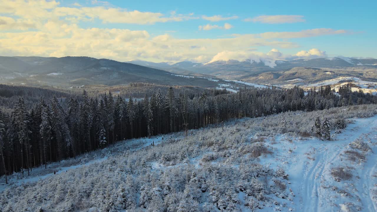 空中冬季景观与云杉树的雪覆盖森林在寒冷的山在晚上视频素材