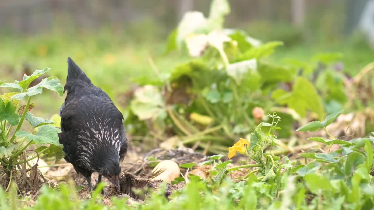 传统农家鸡舍养鸡的特写镜头。生态农场谷仓院子里的母鸡。放养家禽的概念。视频素材