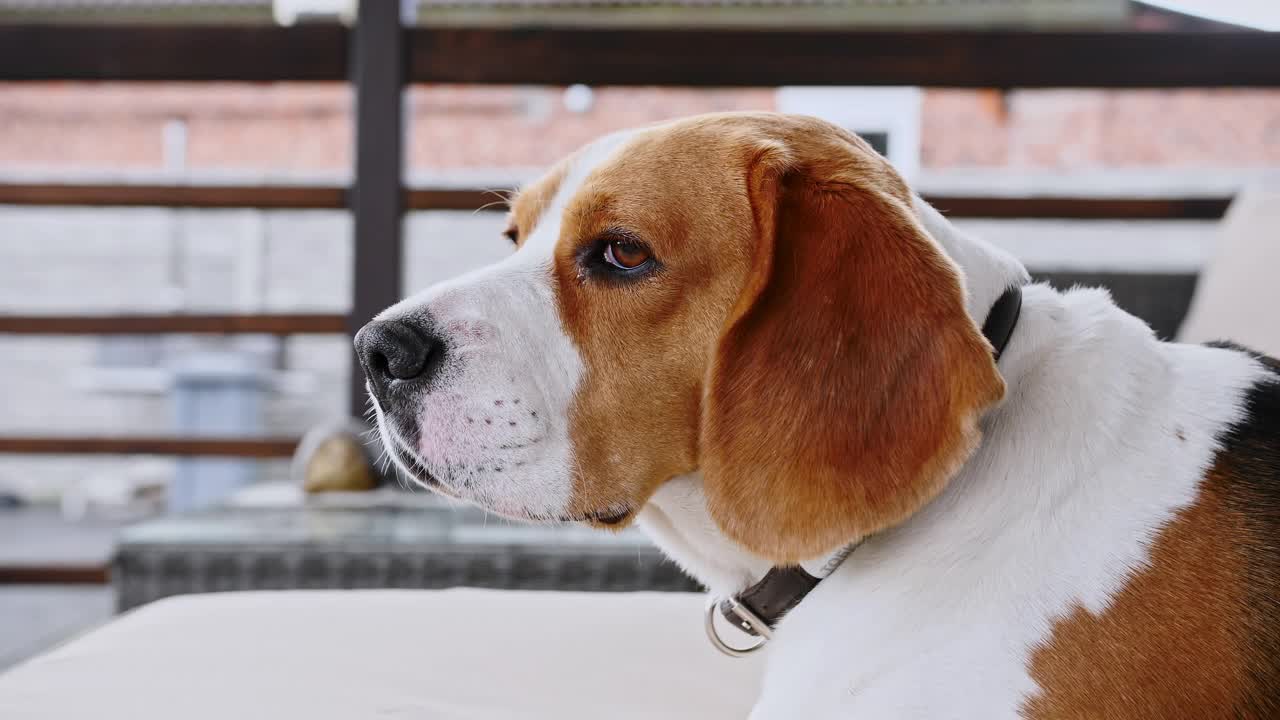 小猎犬躺在户外的沙发上。男人最好的朋友。小狗在休息视频素材