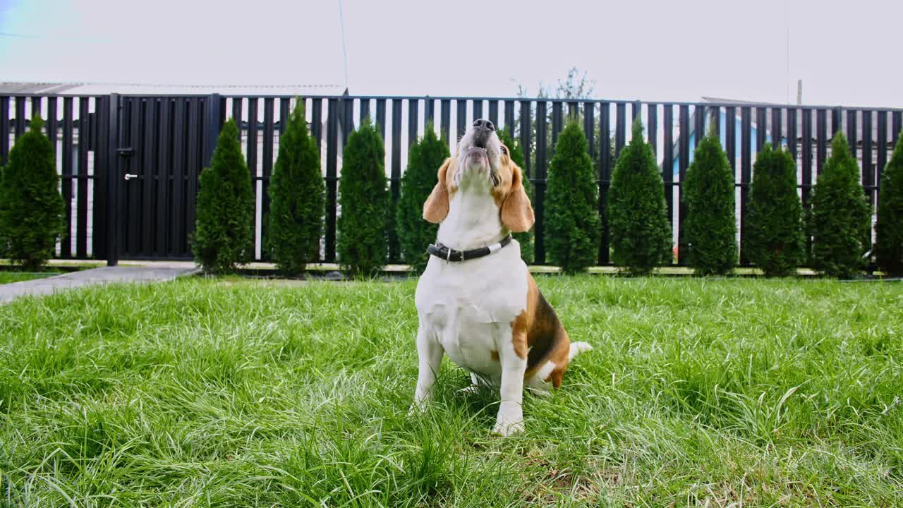 小猎犬坐在户外草地上执行命令。男人最好的朋友。小猎犬的女主人正在训练她的小猎犬，并给她的宠物吃东西视频素材