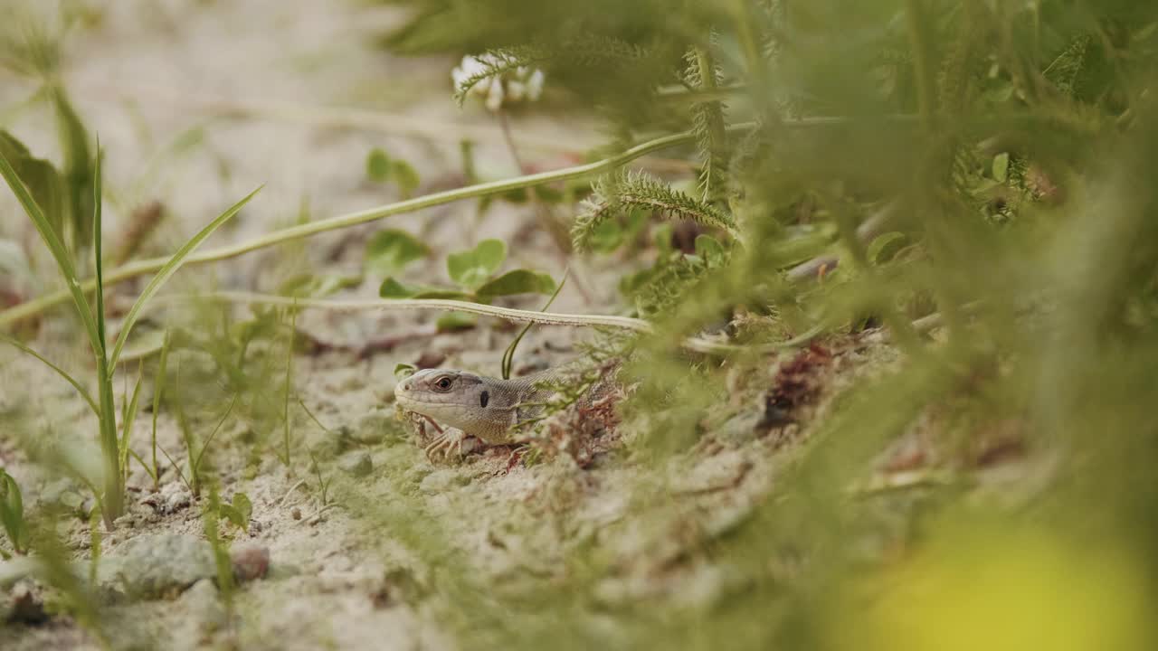 小蜥蜴在森林里看着地上的受害者视频素材