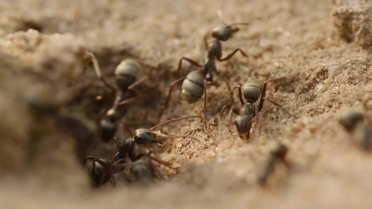 蚂蚁走出巢穴，建造巢穴，倒出沙垃圾，在地上行走视频素材