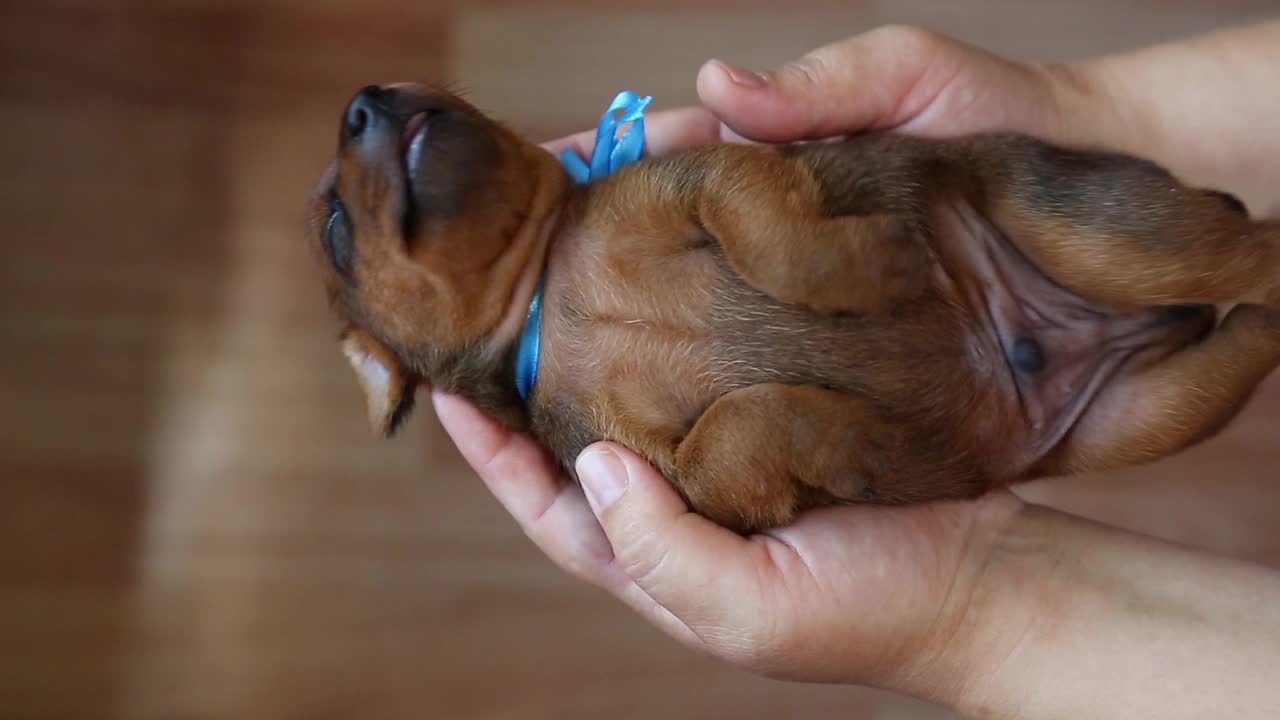 女主人怀中刚出生的小狗。视频素材