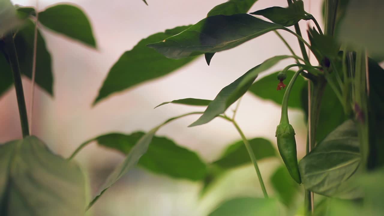 青椒种植在花园中心。滑块拍摄视频素材