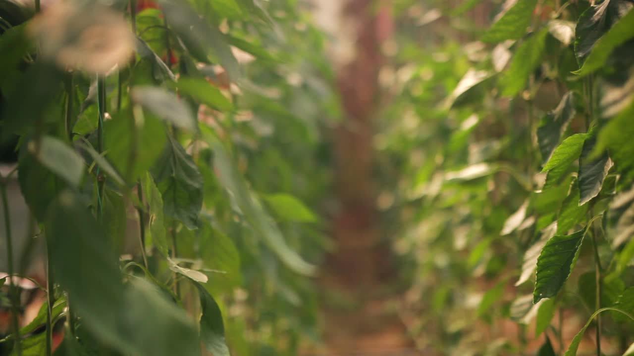 青椒种植在花园中心。滑块拍摄视频素材