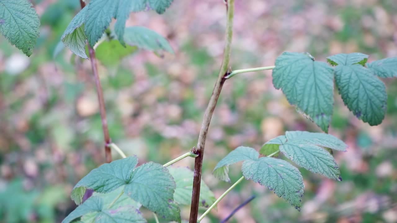 园丁把玫瑰的枝条剪掉。秋天修剪灌木。秋天玫瑰的牵挂。园艺工作。视频素材