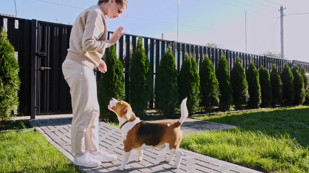 女人教动物发号施令。小猎犬用后腿站起来，给主人五个。狗的训练。概念服从,友谊。男人最好的朋友视频素材