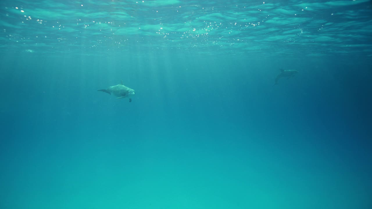 野生宽吻海豚视频素材