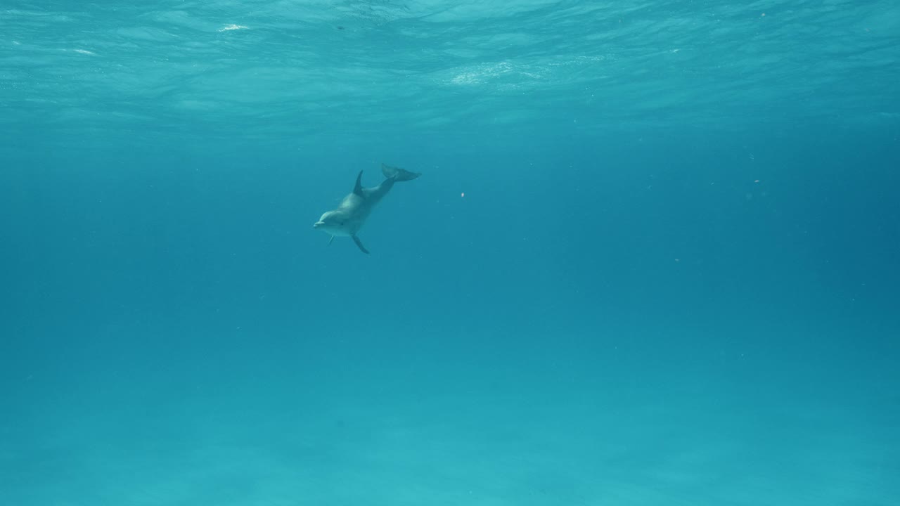 野生宽吻海豚视频素材