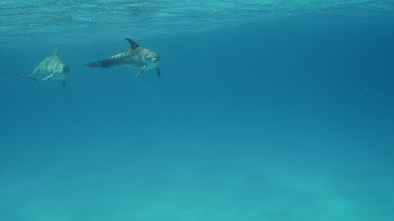 野生宽吻海豚视频素材