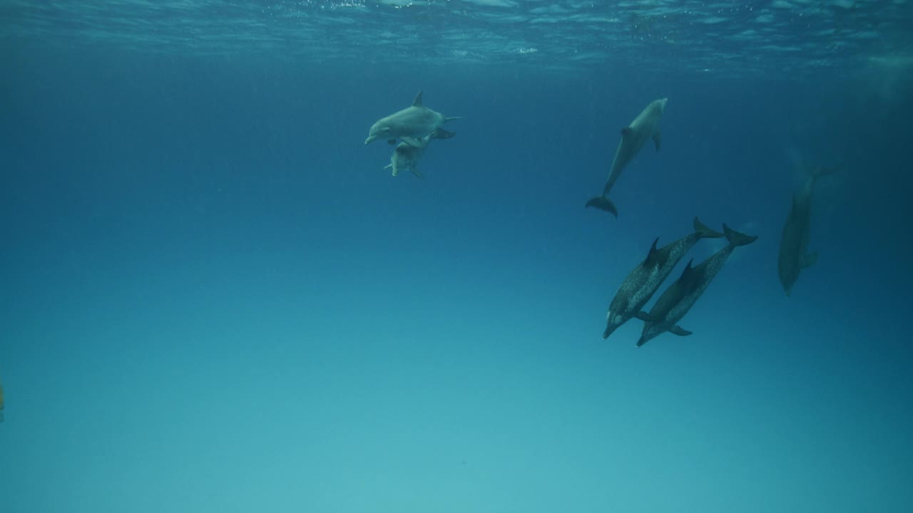 大西洋斑点海豚和宽吻海豚视频素材