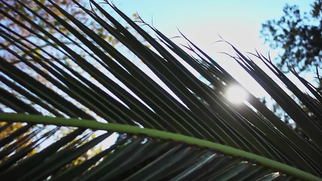 多莉拍摄的阳光在枯黄的树叶之间的秋天视频素材