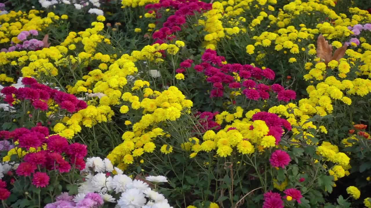 花圃里五彩缤纷的秋花视频素材