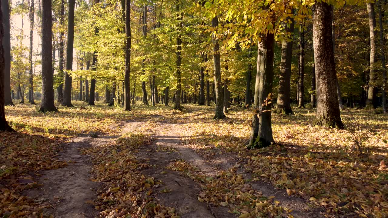 通往秋天森林的路。早晨的阳光在树木和黄叶之间明亮地照耀着视频素材