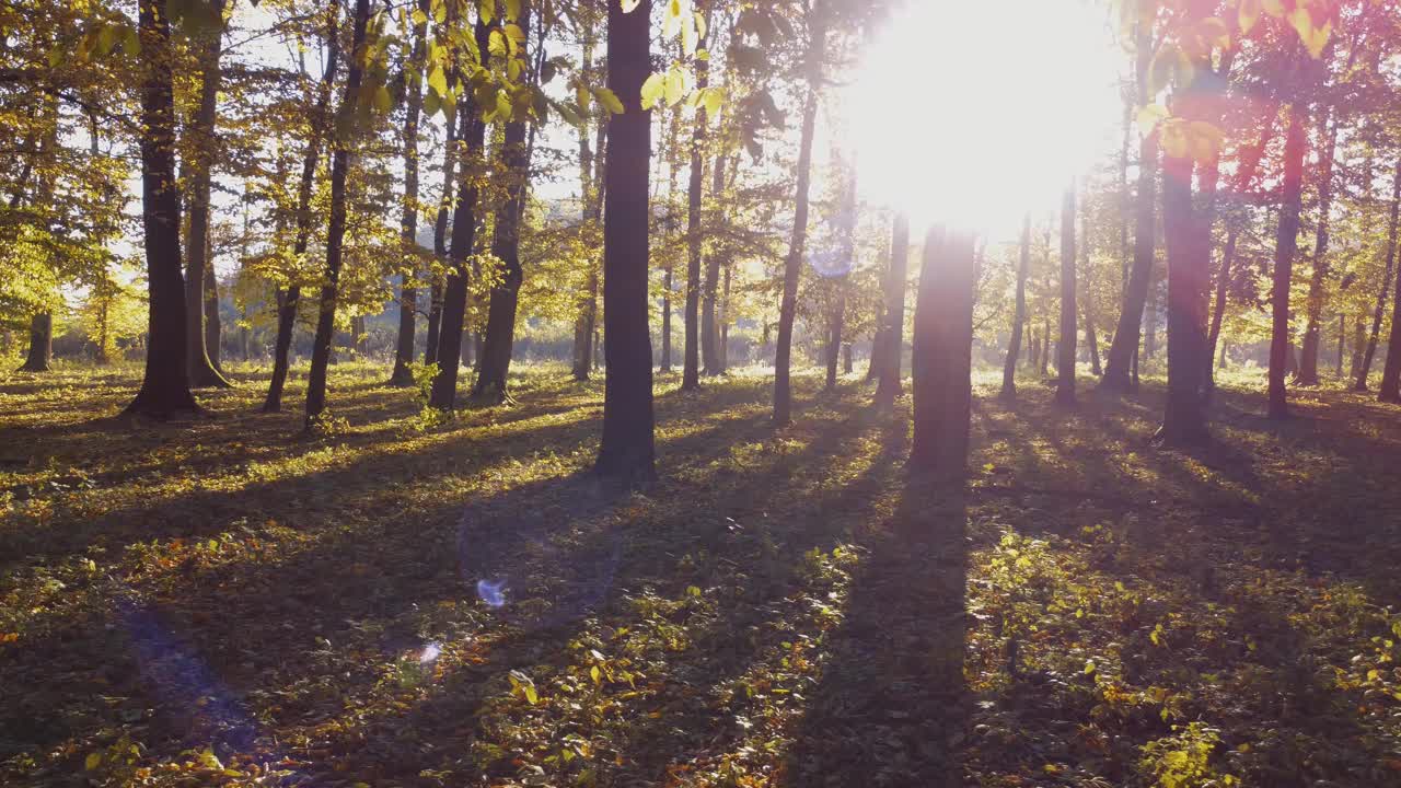 美丽的秋天的森林。公园里五颜六色的风景与五颜六色的黄色落叶。自然背景。视频素材