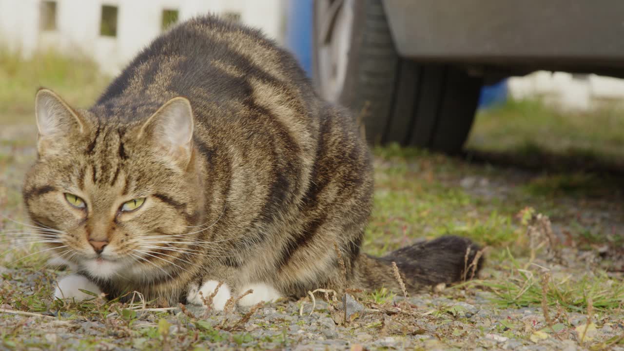 这只条纹猫正在舔干草视频素材