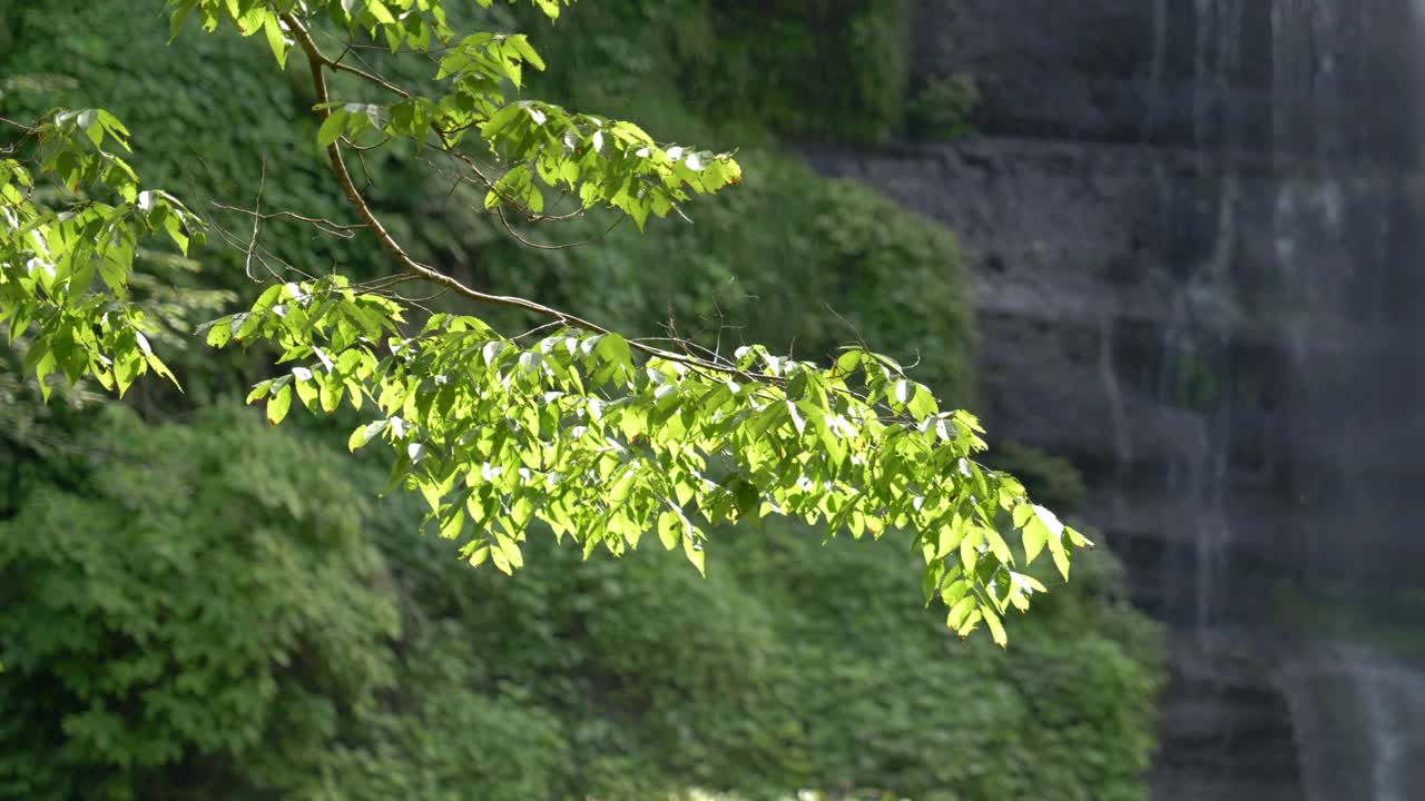 初夏，风景优美的瀑布树叶茂盛视频素材