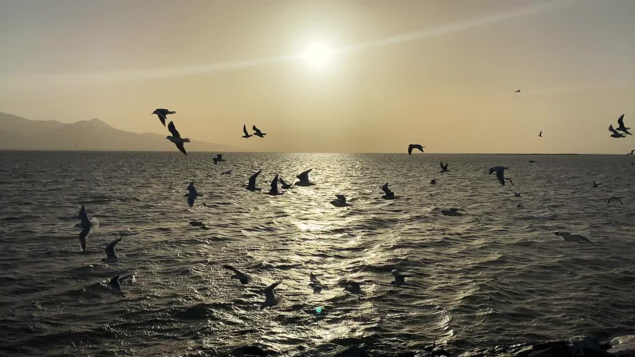 日落，大海，海鸥视频素材