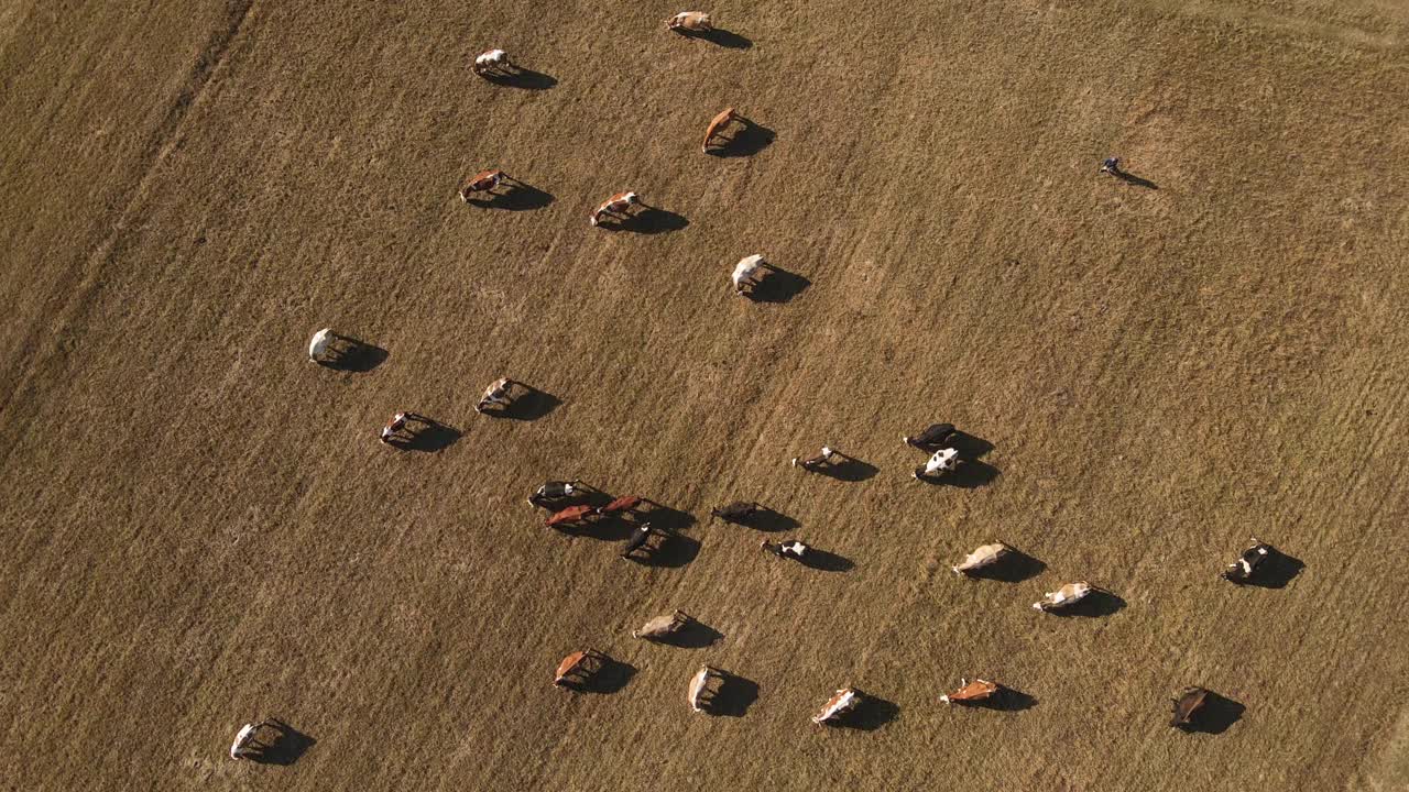 无人机俯瞰田野和放牧的牛群。农场或农业概念。4 k分辨率视频视频素材