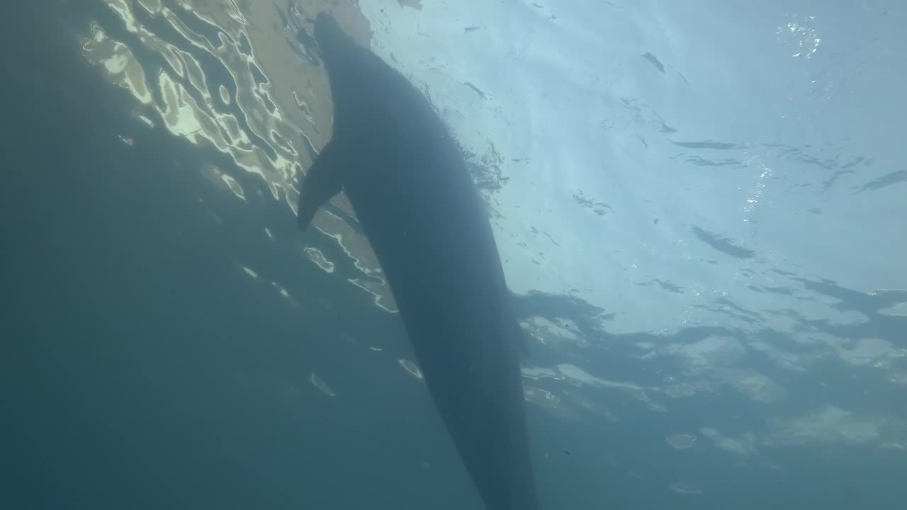 海豚-一群海豚在水面下玩耍。宽吻海豚在蓝色的水中游泳的特写镜头视频素材